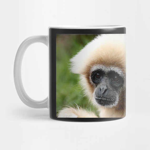 White Handed Gibbon by Ladymoose